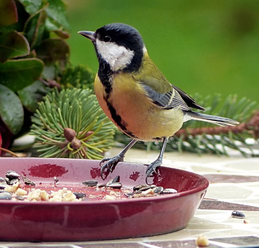 When can you bird feed?