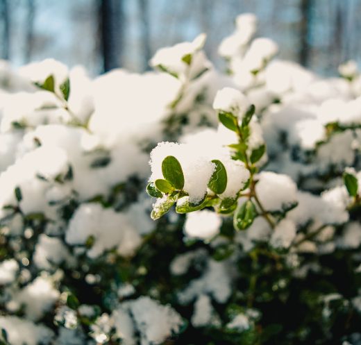 Top tips for your garden during the snow!